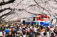 Full-Day Jinhae Cherry Blossom festival Private tour