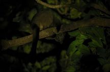Guided Night Walk in Cape Tribulation