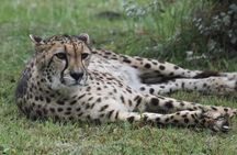 The Private Wildlife Tour