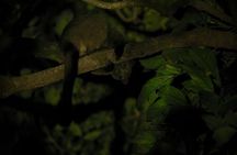 Family Night Walking Tour at Tropical Rainforest in Daintree