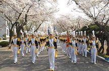 Full-Day Jinhae Cherry Blossom festival Private tour