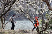 Full-day Hadong, Gwangyang, Cherry blossom, Green Tea Fields Private Tour