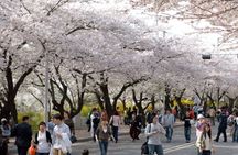 Full-day Hadong, Gwangyang, Cherry blossom, Green Tea Fields Private Tour