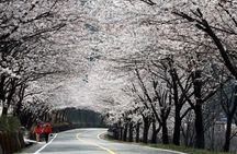 Full-day Hadong, Gwangyang, Cherry blossom, Green Tea Fields Private Tour