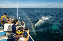 Gray Whale Watching Tour with Marine Biologist and Small Group
