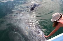 Gray Whale Watching Tour with Marine Biologist and Small Group