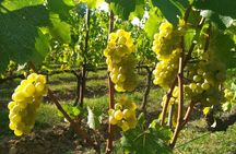 Brescia: Franciacorta Wine Tasting in a Historical Winery