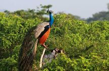 2 Days Tour of Double Safari (Yala & Udawalawe) - All Inclusive