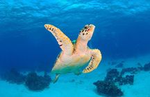 Discover scuba diving in Búzios