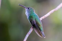 2-Day Tour in the Peruvian Amazon Jungle From Iquitos