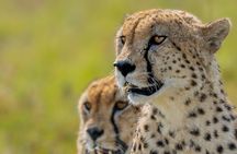 10-Day Private Tour in Big Five Safari and Beaches