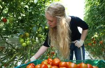 Golden Circle Day Trip with Fridheimar Greenhouse visit from Reykjavik