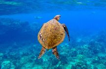 Snorkeling for Non-Swimmers with Photos Guided Tour Wailea Beach