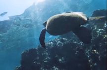 Group Snorkel Excursions in Lahaina, Maui
