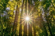 Muir Woods & Sausalito Tour + Hop-On Hop-Off Tour