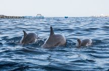Kayak Safari with Dolphin and Turtle Watching in Guaza