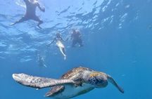 Kayak Safari with Dolphin and Turtle Watching in Guaza