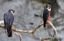 Xocen Birding 