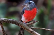 Xocen Birding 