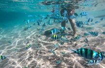 Koh Tao & Koh Nang Yuan Snorkeling Tour by Speed Boat from Samui