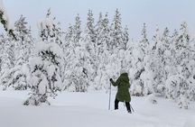 Small-Group Snowshoeing Adventure In Lapland