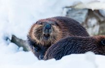 Half-Day Trip to Ranua Wildlife Park from Rovaniemi