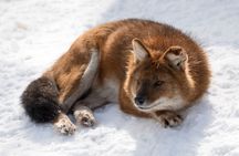 Half-Day Trip to Ranua Wildlife Park from Rovaniemi