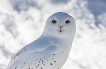 Half-Day Trip to Ranua Wildlife Park from Rovaniemi