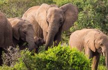 5 Day Garden Route and Addo Safari - Best of South Africa Small Group Tour