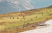 Fall Private Elk Rut Rocky Mountain National Park Tour
