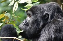  Gorilla & Chimpanzee Trekking in Uganda - 5 Days