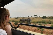  Gorilla & Chimpanzee Trekking in Uganda - 5 Days