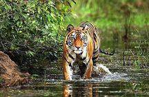 From Delhi: 5-Day Golden Triangle Tour & Ranthambore Tiger Safari