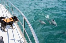 Akaroa Dolphins 〜 Harbour Nature Cruise