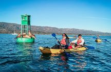 Wildlife Kayak Tour in Santa Barbara Harbor (2 Hours)