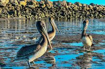 Wildlife Kayak Tour in Santa Barbara Harbor (2 Hours)