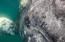 Gray Whale Watching Tour with Marine Biologist and Small Group