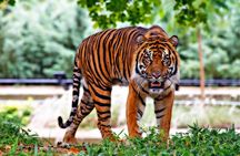 8 Day Delhi Agra Ranthambore Udaipur Jaipur Delhi Tour