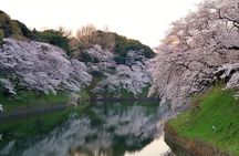 Cherry Blossom Private Tour 