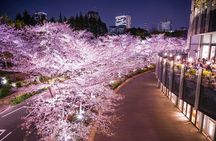 Cherry Blossom Private Tour 