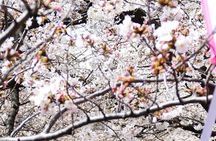 Cherry Blossom Private Tour 