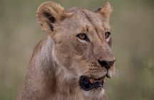 Nairobi National Park Day Tour