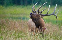 Half-Day Rocky Mountain National Park "Mountains to Sky Tour" - RMNPhotographer