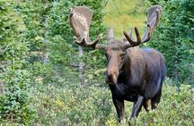 Half-Day Rocky Mountain National Park "Mountains to Sky Tour" - RMNPhotographer