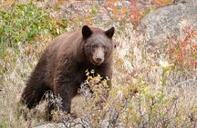 Half-Day Rocky Mountain National Park "Lake and Meadows Tour"
