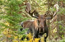 Half-Day Rocky Mountain National Park "Lake and Meadows Tour"