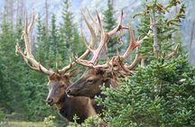 Rocky Mountain National Park Tour - RMNPhotographer