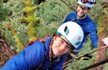Old-Growth Tree Climbing at Silver Falls State Park