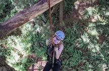Old-Growth Tree Climbing at Silver Falls State Park