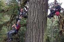 Old-Growth Tree Climbing at Silver Falls State Park